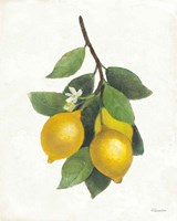 Framed 'Lemon Branch III' border=