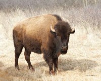 Framed 'American Bison II' border=