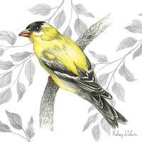 Framed 'Backyard Birds IV-Goldfinch II' border=