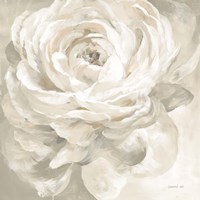 Framed White Rose Gray