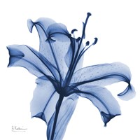 Framed Glorious Indigo Lily