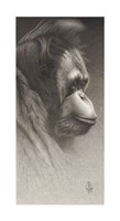 Framed Jojo, The Orangutan