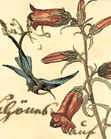 Framed 'Small Hummingbird Reverie I' border=