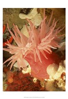 Framed Graphic Sea Anemone I
