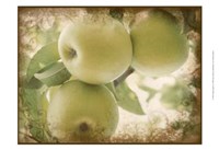 Framed Vintage Apples II