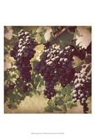Framed Vintage Grape Vines III