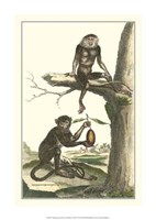 Framed Macaque and Douc Monkeys