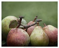 Framed Comice Pears II