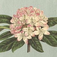 Framed 'Rhododendron' border=