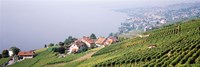 Framed Vineyards, Lausanne, Lake Geneva, Switzerland