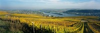 Framed Vineyards near a town, Rudesheim, Rheingau, Germany