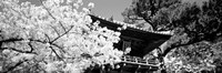 Framed Golden Gate Park, Japanese Tea Garden (black & white)