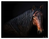 Framed Horse Portrait VII