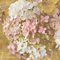 Framed 'Gilded Hydrangea II' border=