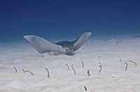 Framed Spotted Eagle Ray