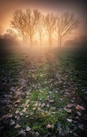 Framed Misty Morning