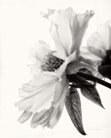 Framed 'Translucent Peony IV BW' border=