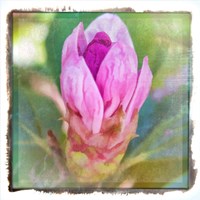 Framed 'Spring Bud' border=