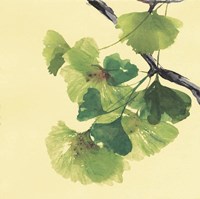 Framed 'Gingko Leaves II Dark' border=