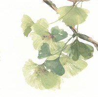 Framed 'Gingko Leaves II on White' border=