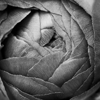 Framed 'Ranunculus Abstract III BW' border=