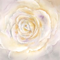 Framed 'Watercolor Rose Closeup I' border=