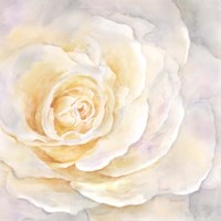 Framed 'Watercolor Rose Closeup II' border=