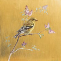 Framed 'Female Goldfinch on Gold' border=