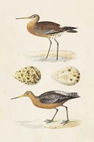 Framed Sandpipers & Eggs IV