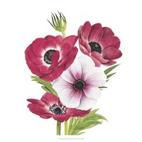 Framed 'Anemone Blooms II' border=