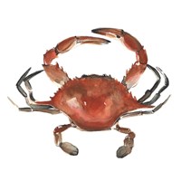 Framed 'Watercolor Crab I' border=