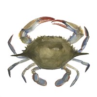 Framed 'Watercolor Crab II' border=