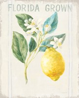 Framed 'Floursack Lemon I v2' border=