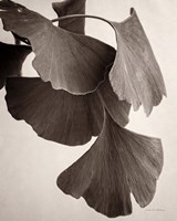 Framed 'Gingko Sepia' border=