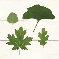 Framed 'Leaf Chart V Shiplap' border=