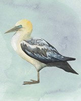 Framed 'Watercolor Beach Bird III' border=