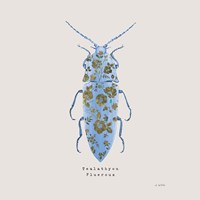 Framed 'Adorning Coleoptera VIII Sq Blue' border=