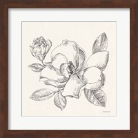 Framed 'Flower Sketches II' border=