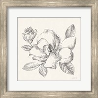 Framed 'Flower Sketches II' border=