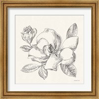 Framed 'Flower Sketches II' border=