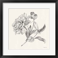 Framed Flower Sketches I