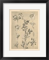 Lithograph Florals I Framed Print