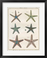 Framed Histoire Naturelle Starfish I