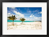 Framed Palms and Kites