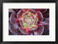 Framed Bright Succulent