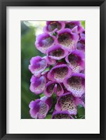 Framed Purple Trailing Flower