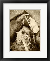 Framed Vintage Horses