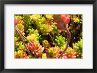 Framed Down Under Flowers