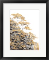 Framed Immortal Pine