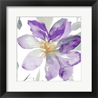 Clematis in Purple Shades II Framed Print